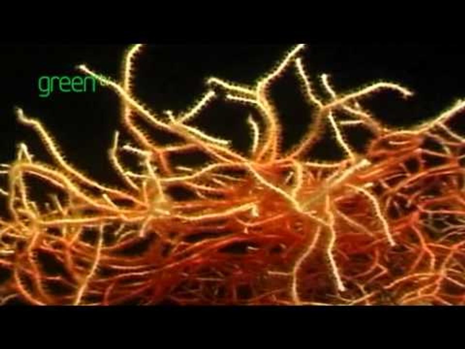 Ocean Planet Tasmania