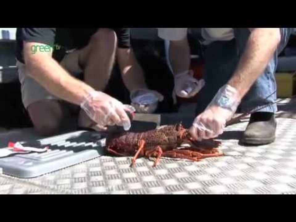 Maria Island Marine Reserve - Marine Science