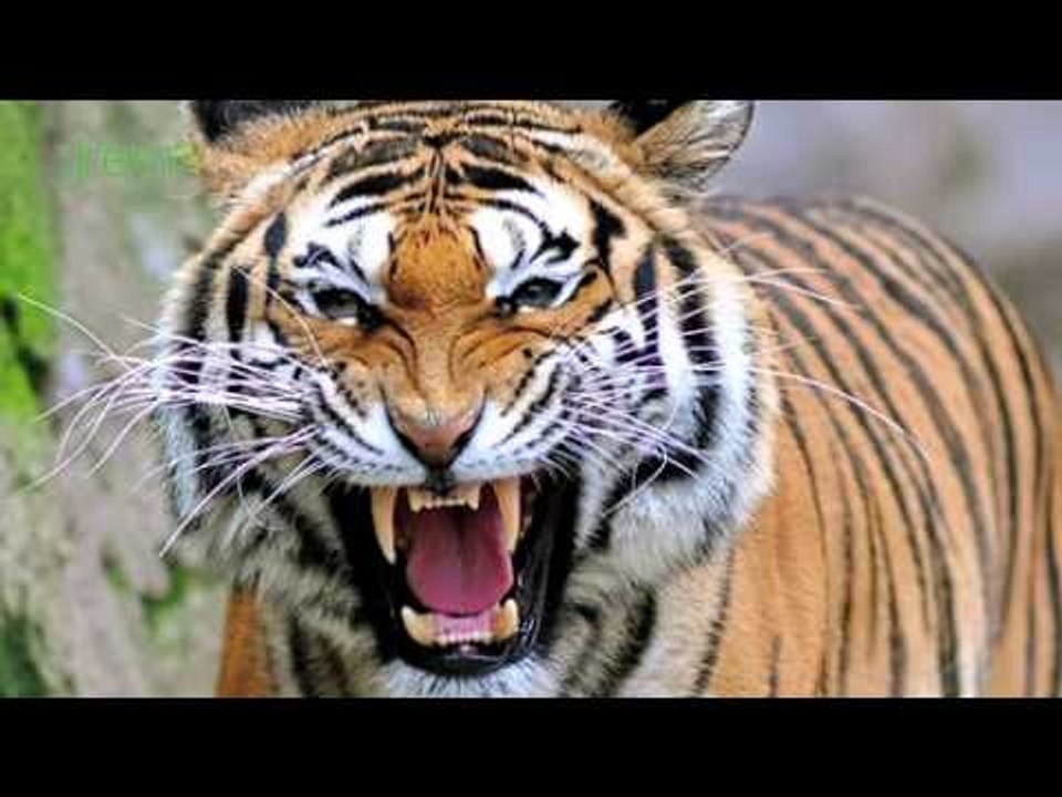 Tigers in the wild