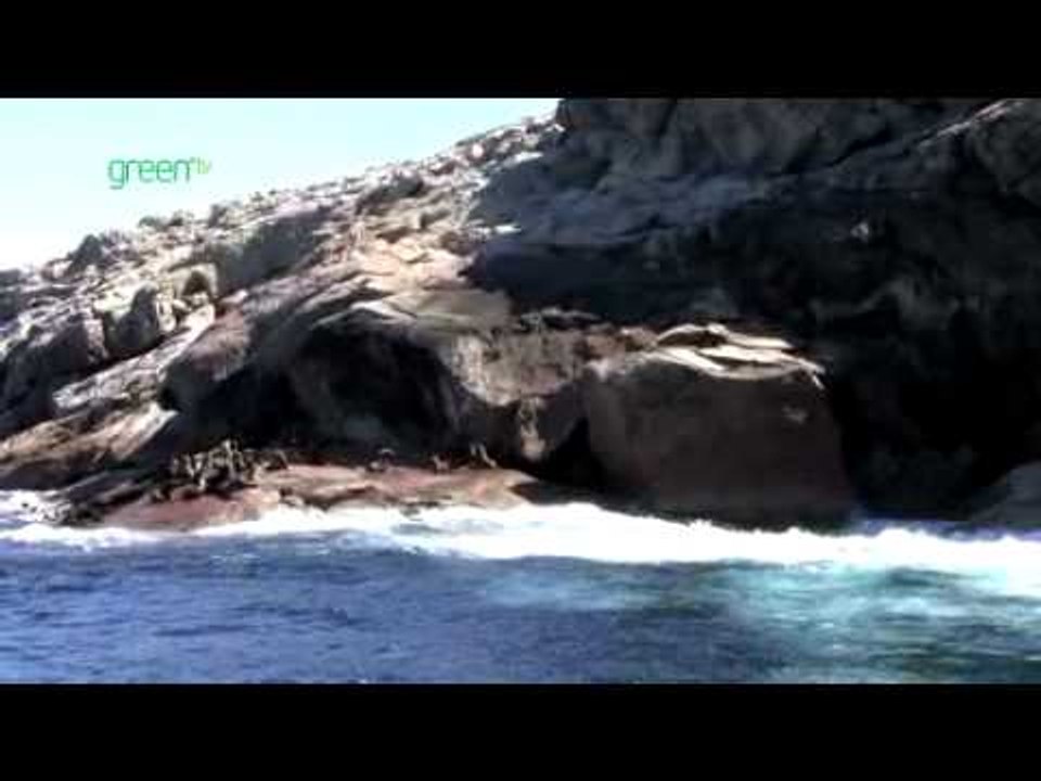 Maria Island Marine Reserve - Ile des Phoques