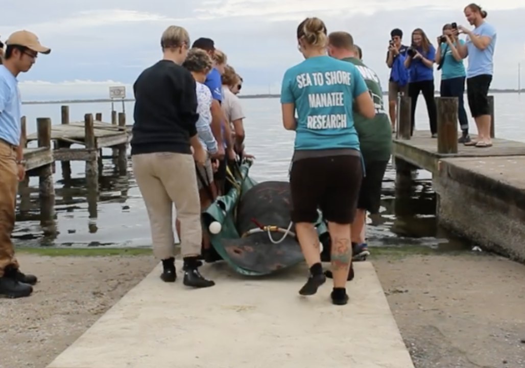 Jacksonville Zoo Releases Manatee Back Into Warm Waters After 2-Month Rehab