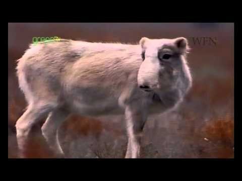 Safeguarding the Saiga Antelope - Uzbekistan