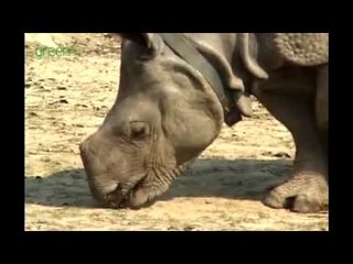 IFAW Rhino Relocation in India 2