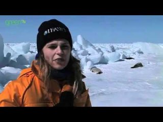 Harp Seal Hunt in Canada
