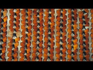The Duke of Burgundy clip - Moth montage