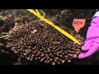 The Future of the Great Barrier Reef, bleached or bright?