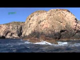 Maria Island Marine Reserve - Ile des Phoques