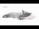 The BP Oil Spill Re-Enacted By Cats in 1 Minute