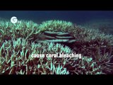 Keeping coral reefs alive