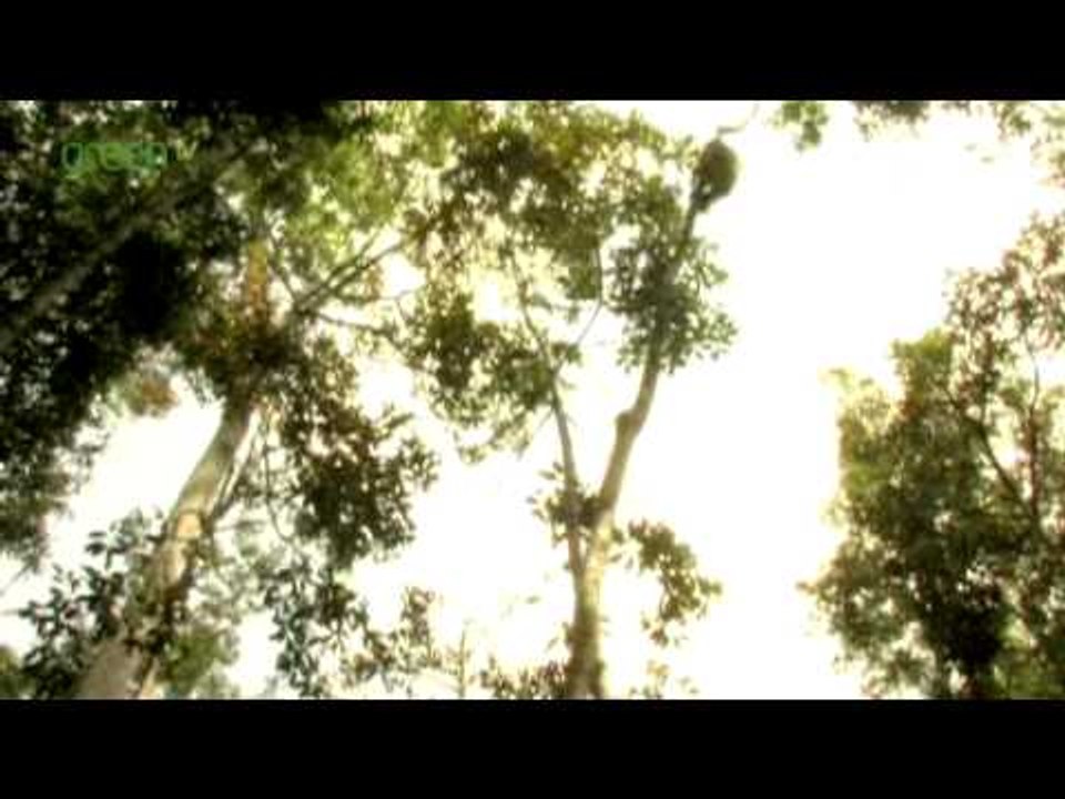 Choose the right biofuel or the orang-utan gets it