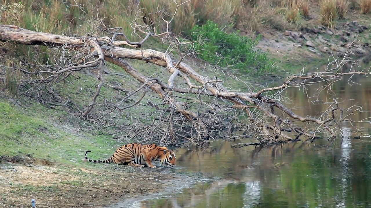 Ce tigre a trouvé plus fort que lui... Un gaur ou taureau sauvage