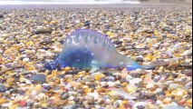 Cet animal mystérieux et magnifique s’appelle Blue Bottle Jellyfish - Méduse incroyable