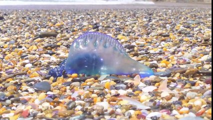 Video herunterladen: Cet animal mystérieux et magnifique s’appelle Blue Bottle Jellyfish - Méduse incroyable