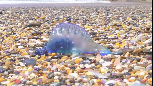 Cet animal mystérieux et magnifique s’appelle Blue Bottle Jellyfish - Méduse incroyable