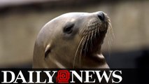 Fourth swimmer attacked by sea lion at Aquatic Park