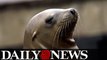 Fourth swimmer attacked by sea lion at Aquatic Park