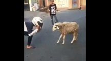 Il fait un tête à tête avec un mouton.