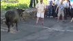 Funny videos 2017 _ Stupid people doing stupid things - Bull Fighting - Bull Fails accident