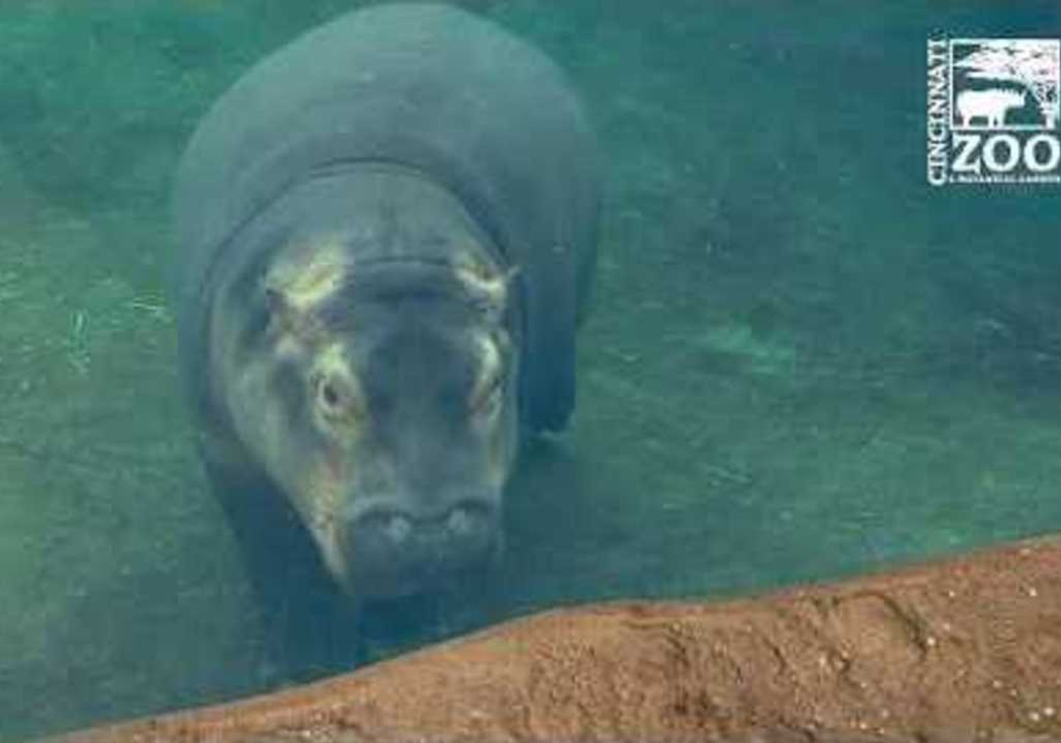 Baby Hippo Fiona Treks Outside During Warm January Day