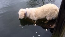 Ce chien est un vrai champion de la pêche