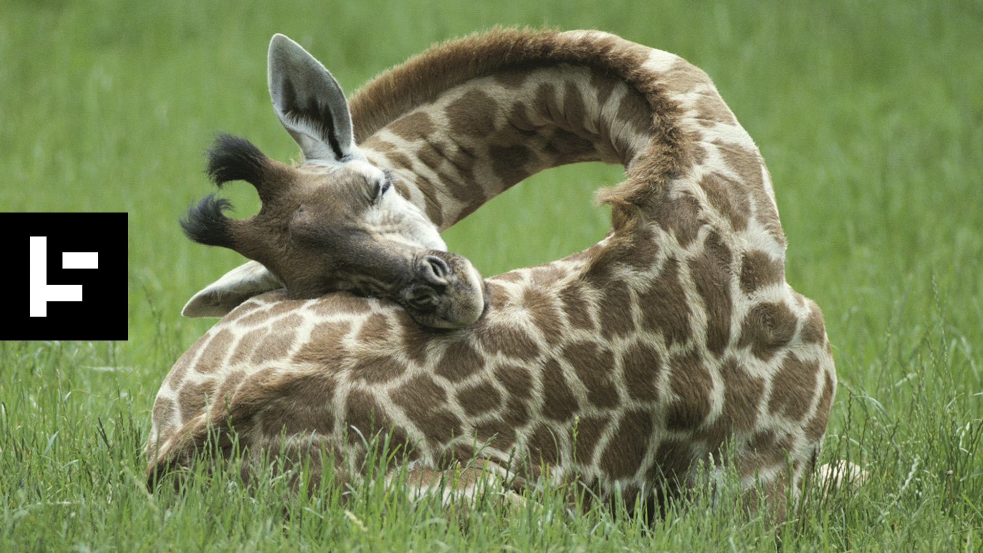 ⁣10 Animals With Interesting Sleeping Habits