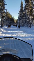 Snowmobiles Observe Bison Running Through Snow