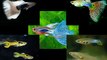 Guppy fishes - One of the beautiful fishes in the fishes world.