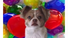 Happy Birthday! Please Subcribe! - Funny Birthday V