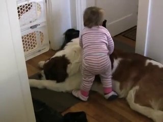 Toddler Tries Ride St. Bernard - (Dog Ain't Having It)