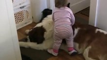 Toddler Tries Ride St. Bernard - (Dog Ain't Having It)