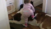 Toddler Tries Ride St. Bernard - (Dog Ain't Having It)