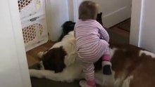 Toddler Tries Ride St. Bernard - (Dog Ain't Having It)