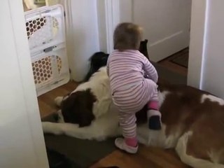Toddler Tries Ride St. Bernard - (Dog Ain't Having It)