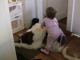 Toddler Tries Ride St. Bernard - (Dog Ain't Hav