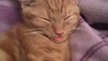 Cat's Cute Habit
