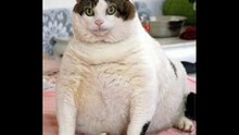 Happy Birthday to You - Tiny the Cat