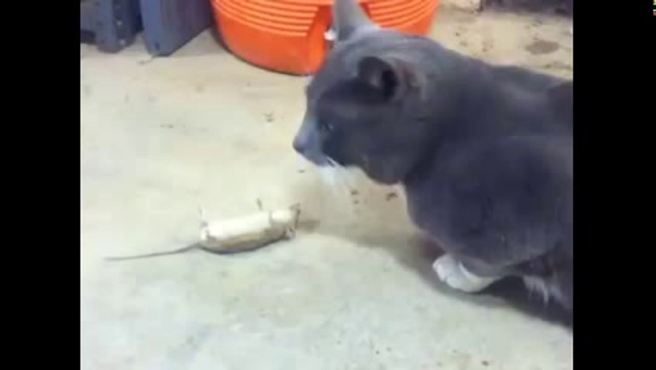 Mouse doing funny acting: