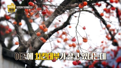 양념치킨의 아버지 '치킨대부' 윤종계 전격 출연! [치킨의 제왕 : 전설의 레시피를 찾아서] 1회