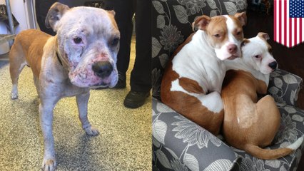 Dog found in dumpster is recovering but needs a home