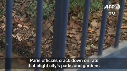 Paris cracks down on rat scourge[1]