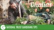 National Trust Gardening Tips: Dahlias