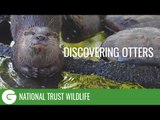National Trust Wildlife: Discovering Otters