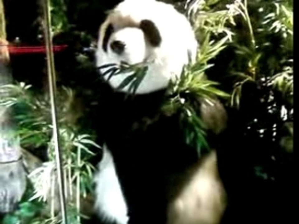 Annimation panda