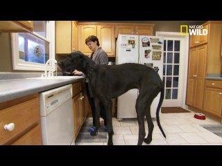 Le plus grand chien du monde - Les zarbis