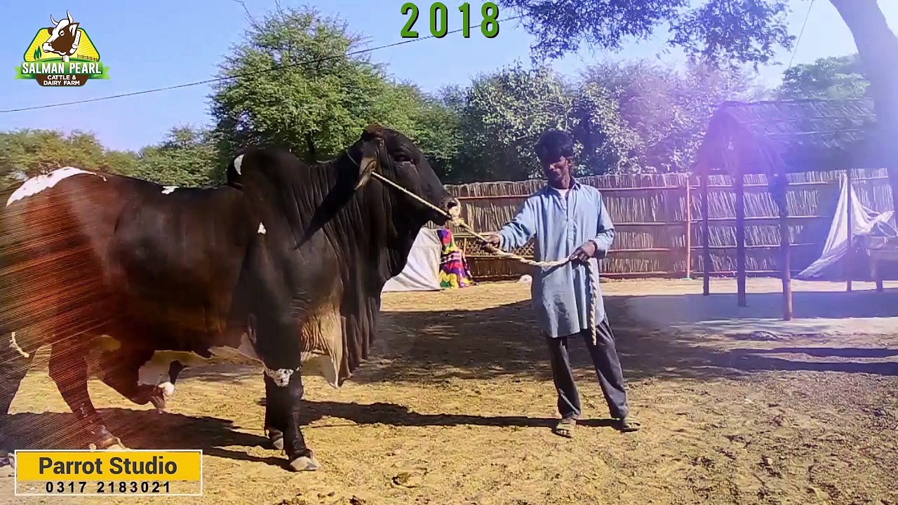 Sultan I Salman Pearl Cattle Farm I 2018 I Huge Heavy Bull I MA SHA ALLAH I Parrot Studio