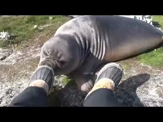 Elephant Seal Rolls Down Hill