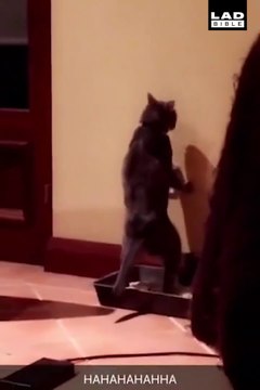 Quand ton chat a une drole de façon de faire ses besoins... Bizarre