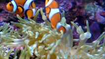 Clownfishes in Anemone＠出穂宏光