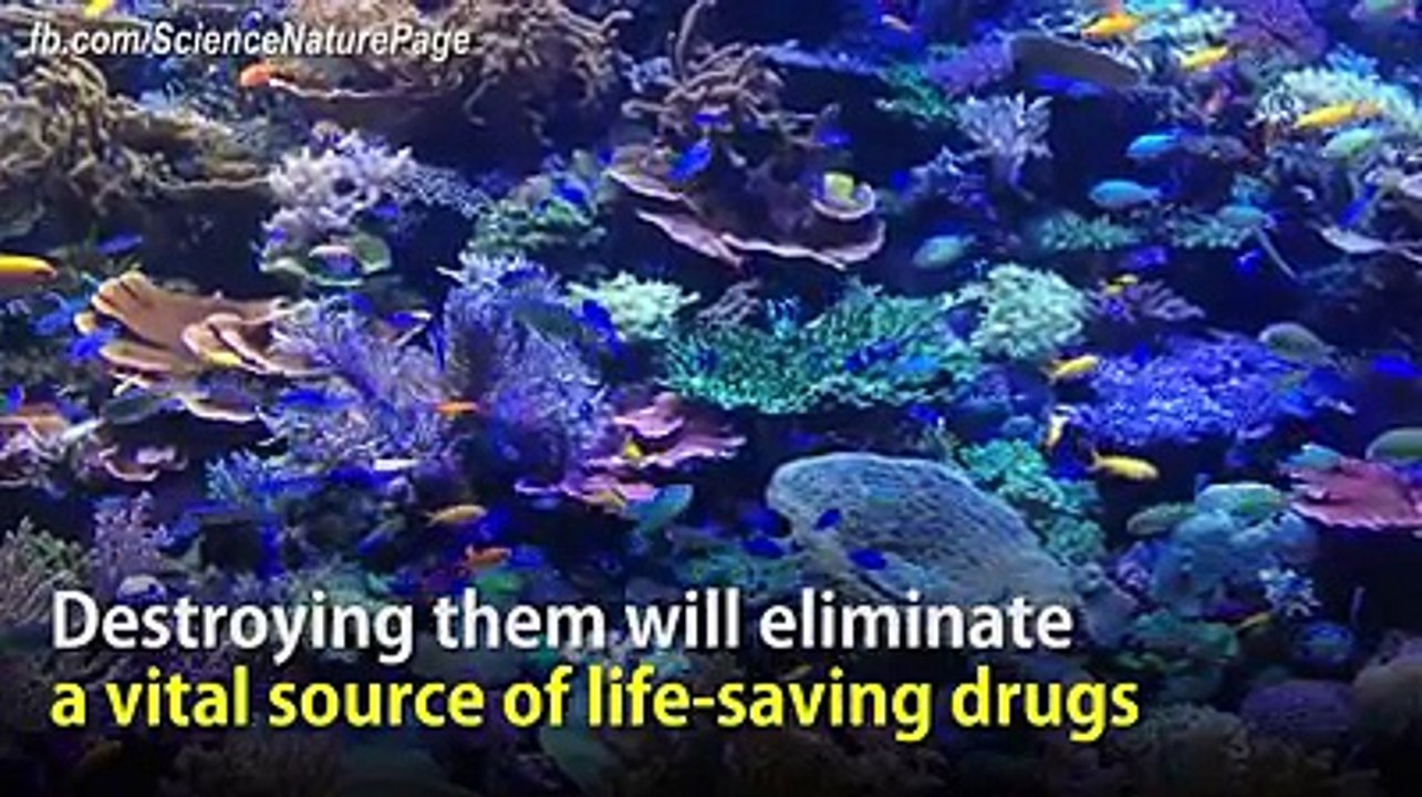 What would happen if all corals on planet Earth died.mp4