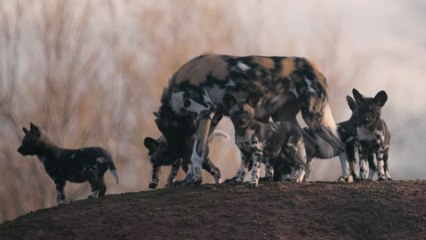 Première sortie des chiots sauvages d'Afrique du zoo de Chester
